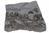 Fossil Ichthyosaur (Stenopterygius) Bone Cluster - Germany #240217-1